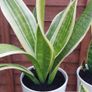 Sansevieria/ snake plant Image 3