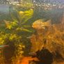 fish tank Image 9