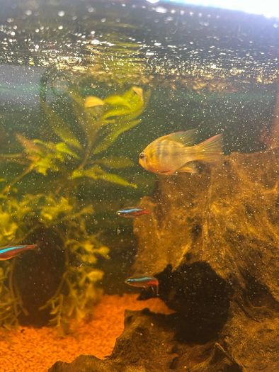 fish tank