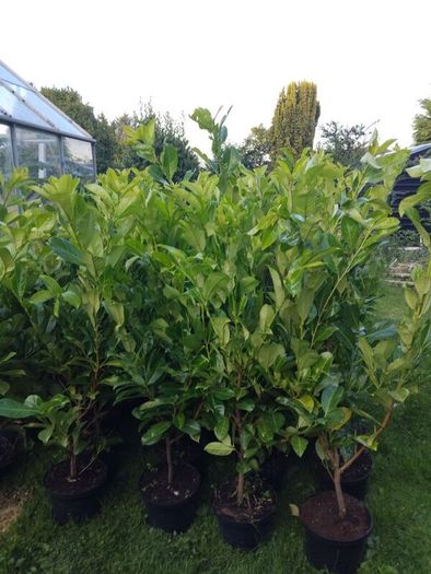 Cheap Instant 4 Foot Tall Laurel Hedge
