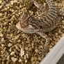 bearded dragon Image 2