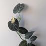 Philodendron Melano Plant Image 2