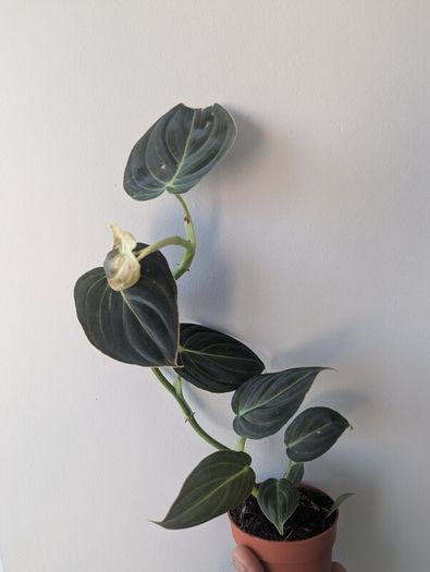 Philodendron Melano Plant