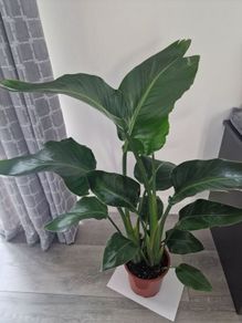 indoor plant