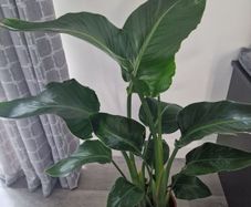 indoor plant