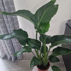 indoor plant