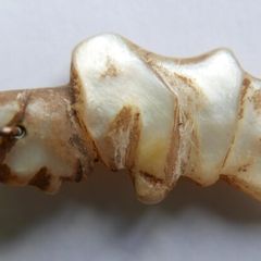 Antique Hand-carved Mother Of Pearl Gobbo Pendant - Antique Gobbo Charm