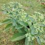 Plant Image 2
