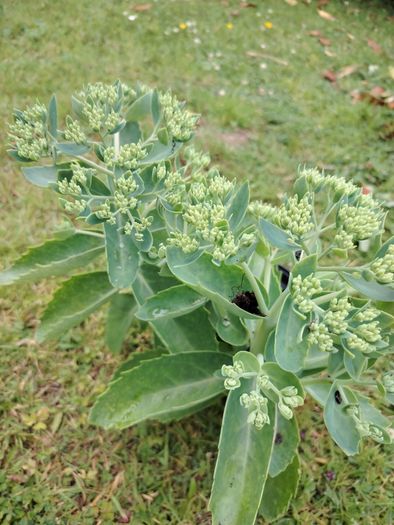 Plant