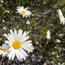 Job lot Cottage garden perennial flowers Image 8