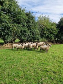 Ewes