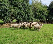 Ewes