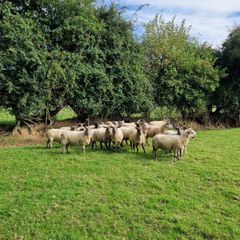 Ewes