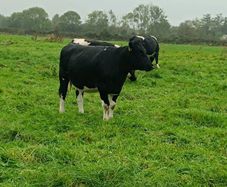 British friesian incalf heifers for sale