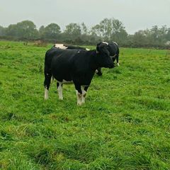 British friesian incalf heifers for sale