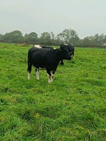 British friesian incalf heifers for sale