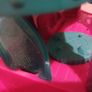 Shimmer and Shine boat Image 10