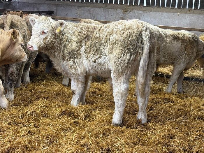 Charolais Bull Calves