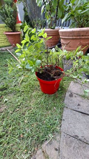 Free flowers