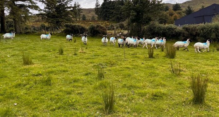 Hoggets