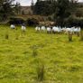 Hoggets Image 2