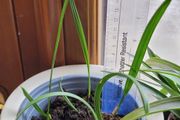 Date palm plants