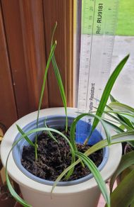 Date palm plants