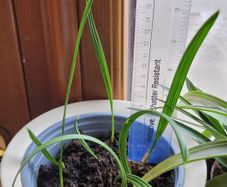 Date palm plants