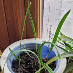 Date palm plants
