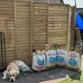 Royal Canin Golden Retriever Puppy - dog dry food Image 4