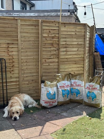 Royal Canin Golden Retriever Puppy - dog dry food