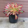 aeonium lina (rare succulent) Image 6