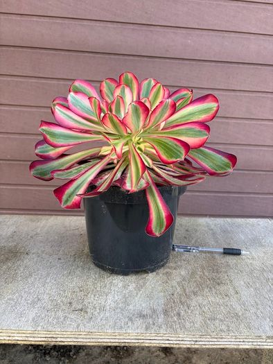 aeonium lina (rare succulent)