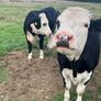 Heifers Image 6