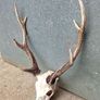 sika antlers Image 3