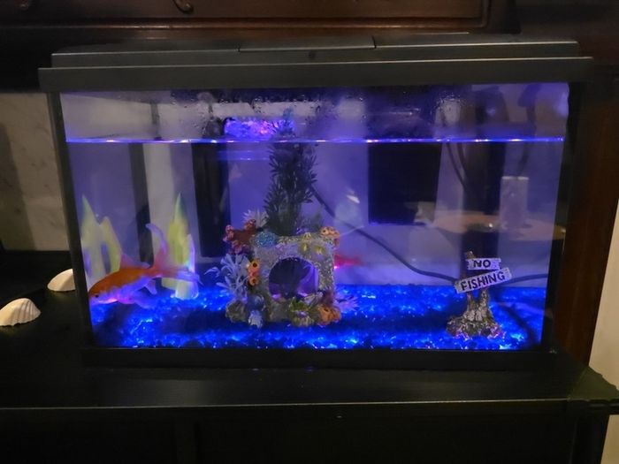 fish tank