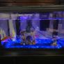 fish tank Image 2