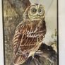 Vintage Original Owl Watercolour Professionally Framed 1970s Image 8