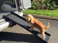 main image for ad Dog Pet Ramp Plastic Folding Free Delivery To Anywhere In Ireland Paypal Or Card Payments Available On The Website