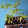 Tomato Plants organic Image 2