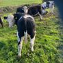 Weanlings Image 6