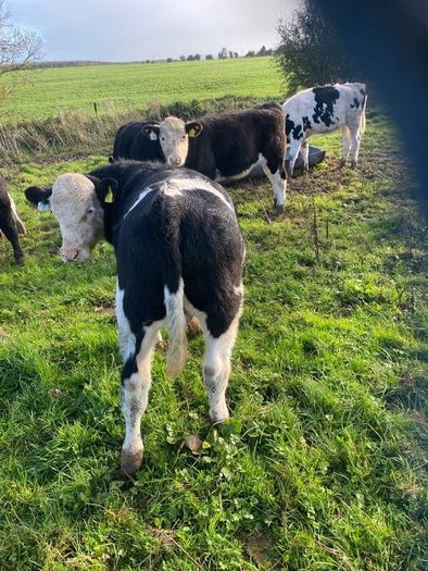 Weanlings