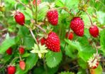 Wild strawberry plants 4-pack available in October 2024