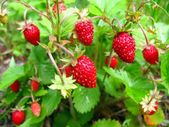 Wild strawberry plants 4-pack available in October 2024