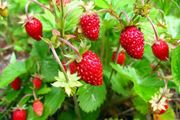 Wild strawberry plants 4-pack available in October 2024