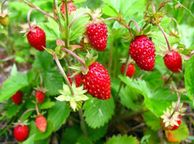 main image for ad Wild strawberry plants 4-pack available in October 2024