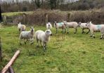 Ewe Hoggets