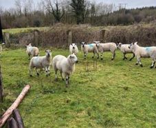 Ewe Hoggets
