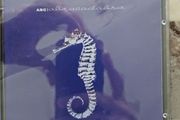 ABC  CD - Abracadabra  (New)