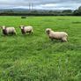 Dorset Rams Image 3